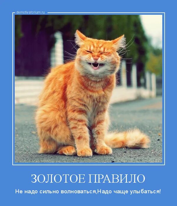 Нее надо быть сильным. Рыжий кот. Смешной рыжий кот. Веселые кошки. Кот улыбается.