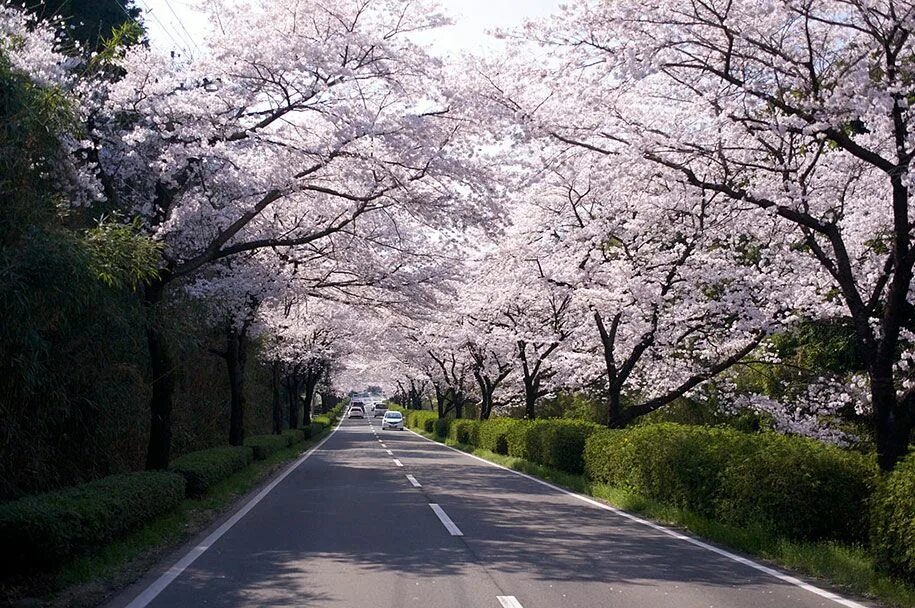 Yellow spring road япония. Сакура Фукуока. Гора Акина Япония дорога. Сакура дорога. Япония дорога с сакурой.