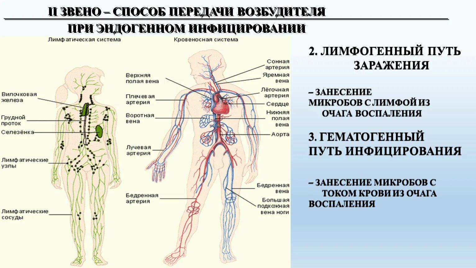 Лимфогенный путь распространения инфекции. Лимфогенный путь заражения. лимфогенный путь передачи инфекции это. лимфогенный и гематогенный путь.