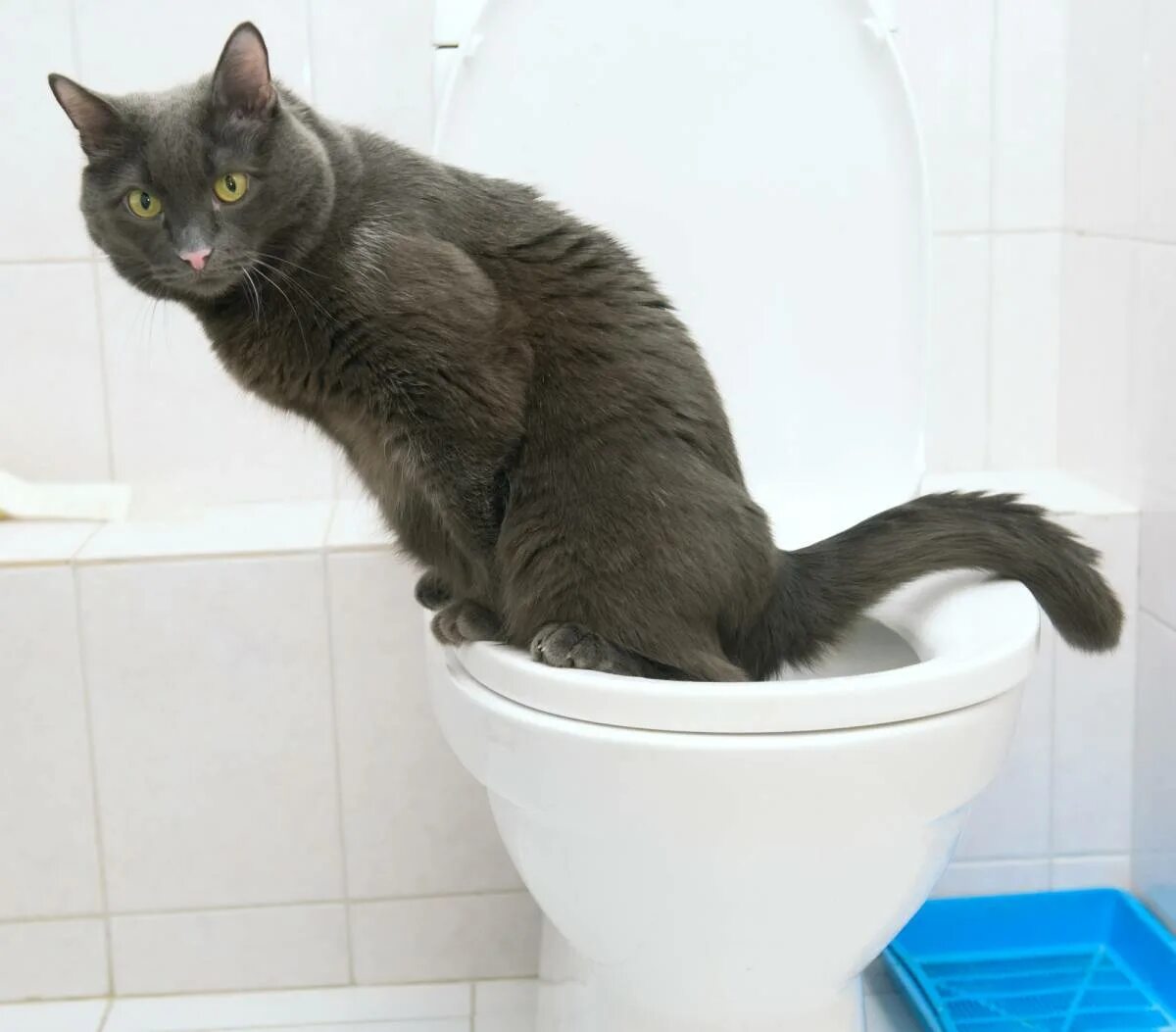 Кошка нагадила мимо лотка как думаешь