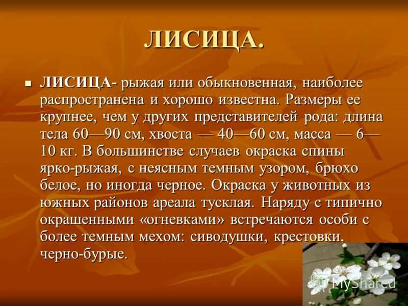 Группа к которой относится вид лисы. Рыжая лисица наиболее распространена диктант. Систематика лисы рыжей. Рыжая лисица наиболее распространена диктант. Большой доклад о рыжей лисицы.