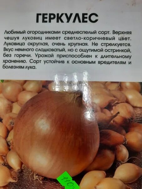 Лук севок геркулес фото - 79 картинок