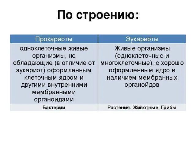 Прокариот автотроф