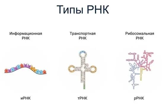 И рнк образуется в. РНК транспортная информационная. Информационная РНК строение. Строение т РНК рисунок. Транспортная РНК образуется.