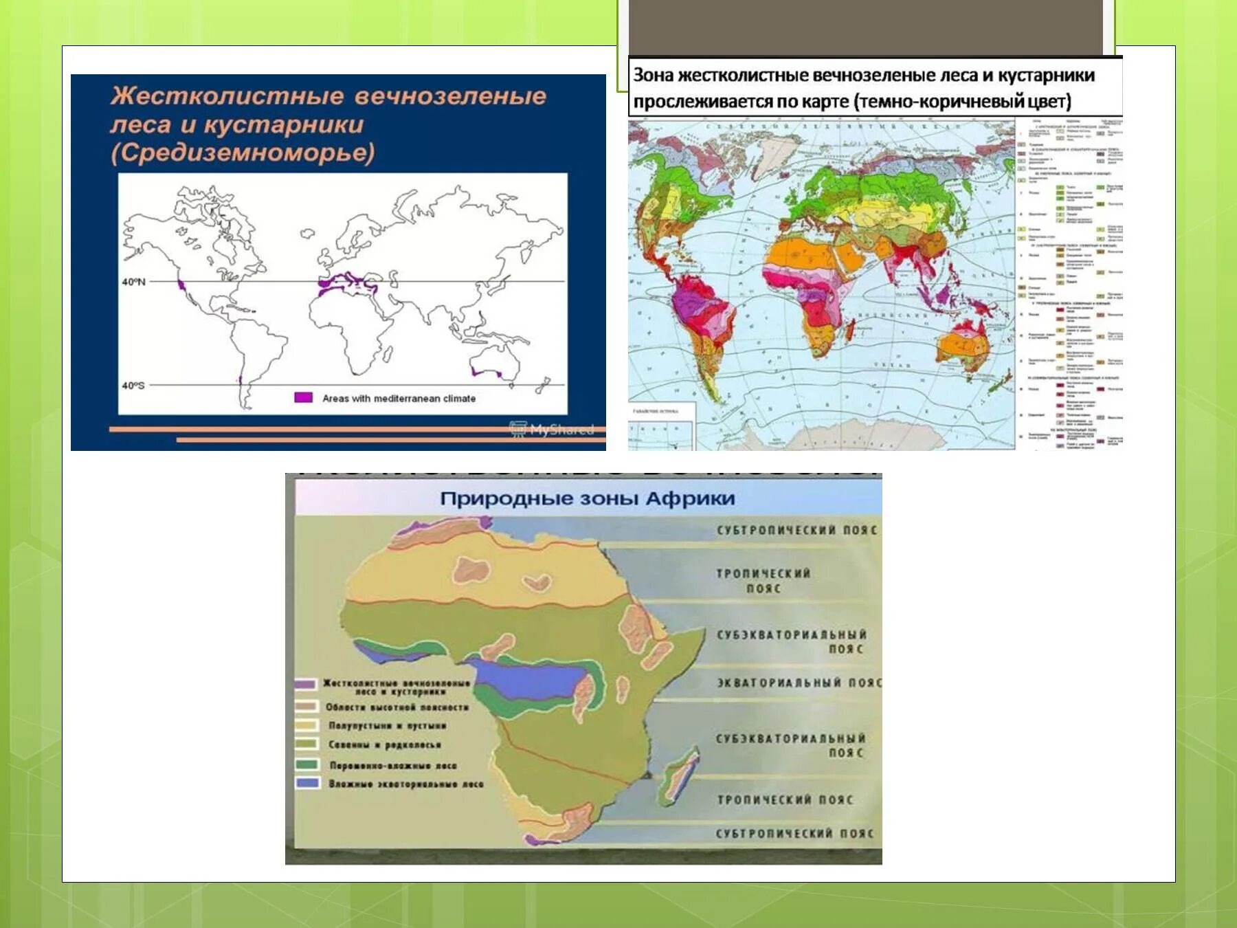 Жестколистные вечнозеленые леса и кустарники Африки. Природные зоны жестколистные леса и кустарники. Жестколистные леса и кустарники на карте. Жестколистные вечнозеленые леса Африки. Климатический пояс жестколистных лесов