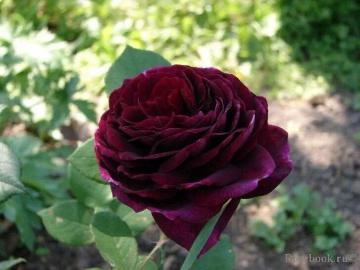 84950_rosa_the_prince_ms-6 Flowers, Beautiful flowers, Rose