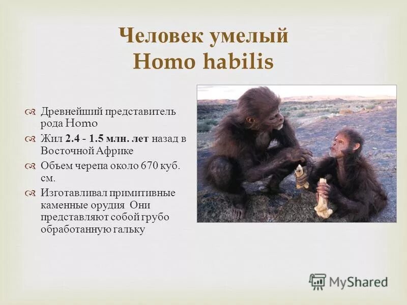 первые представители рода homo 11 класс. человек умелый представители. первые представители рода хомо. представители древнейших людей. Homo habilis).