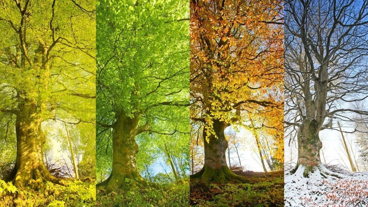 Время года зима изменения в жизни растений. Времена года на дереве. Пейзаж в Разное время года. Дерево летом и осенью.