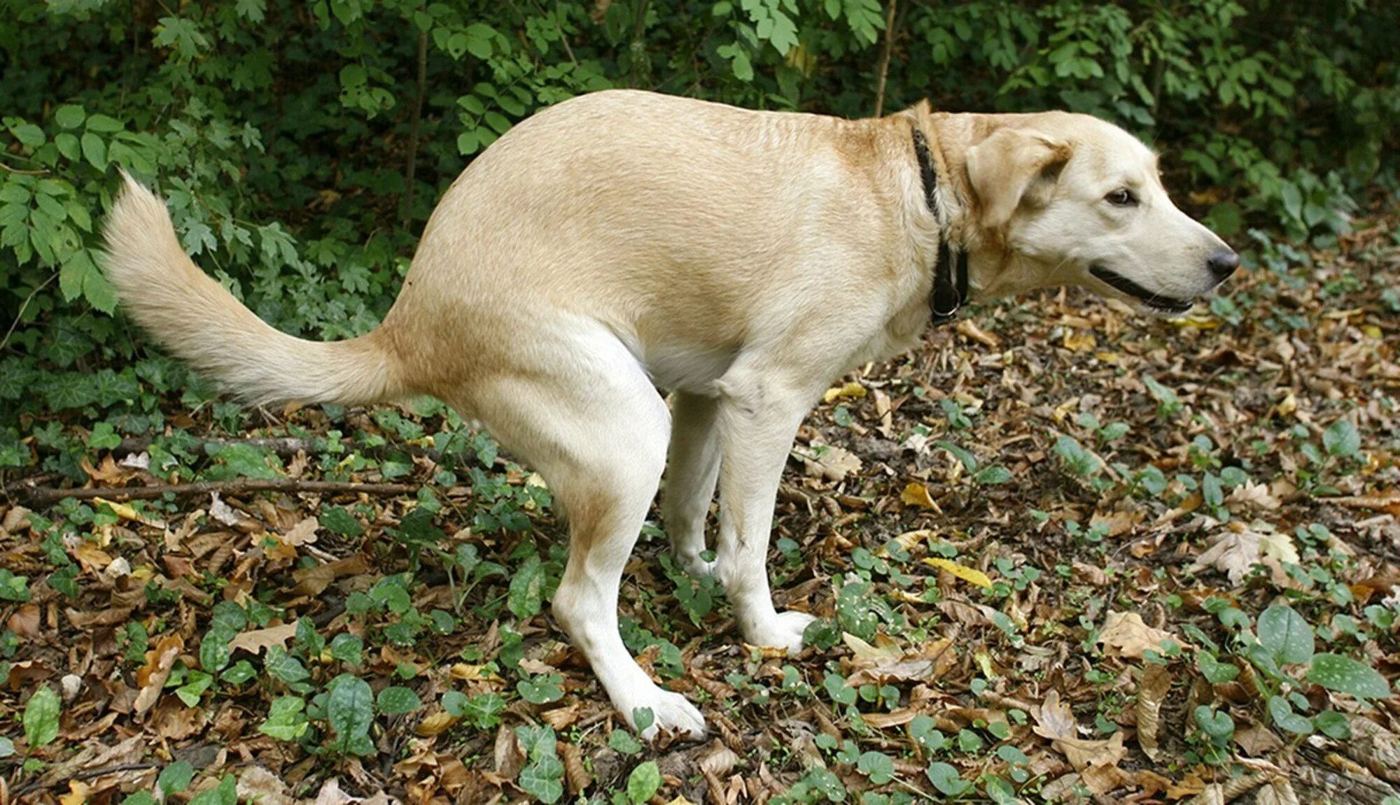Паршивый пес. Суутулая Сомака. Собака какает. Фотография сутулой собаки.