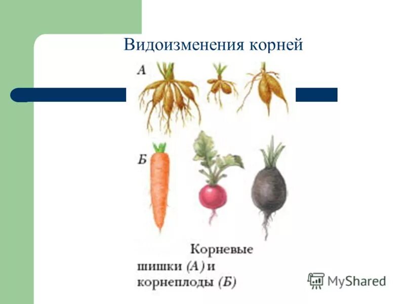 Укажите видоизмененные корни