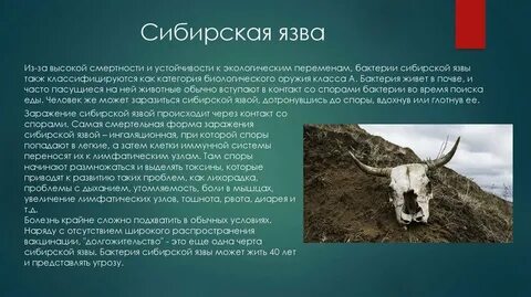 Сибирская язва рассказ