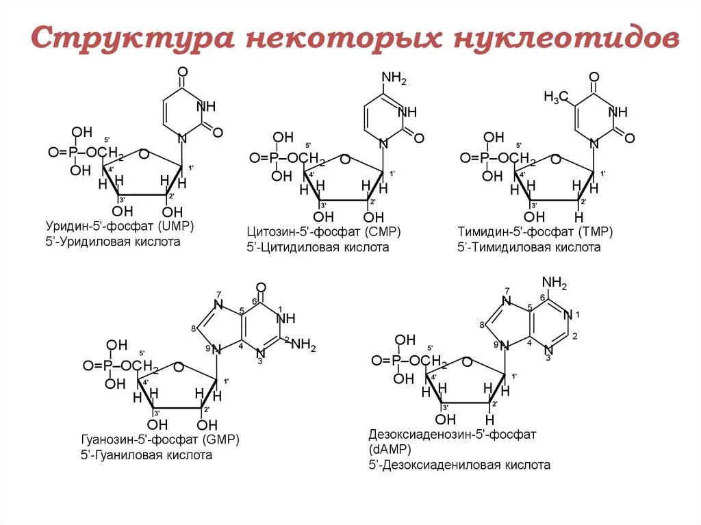 Формулы нуклеотидов. Нуклеотид структурная формула. Формула нуклеотида РНК. Химические формулы нуклеотидов. Формула нуклеотида ДНК.