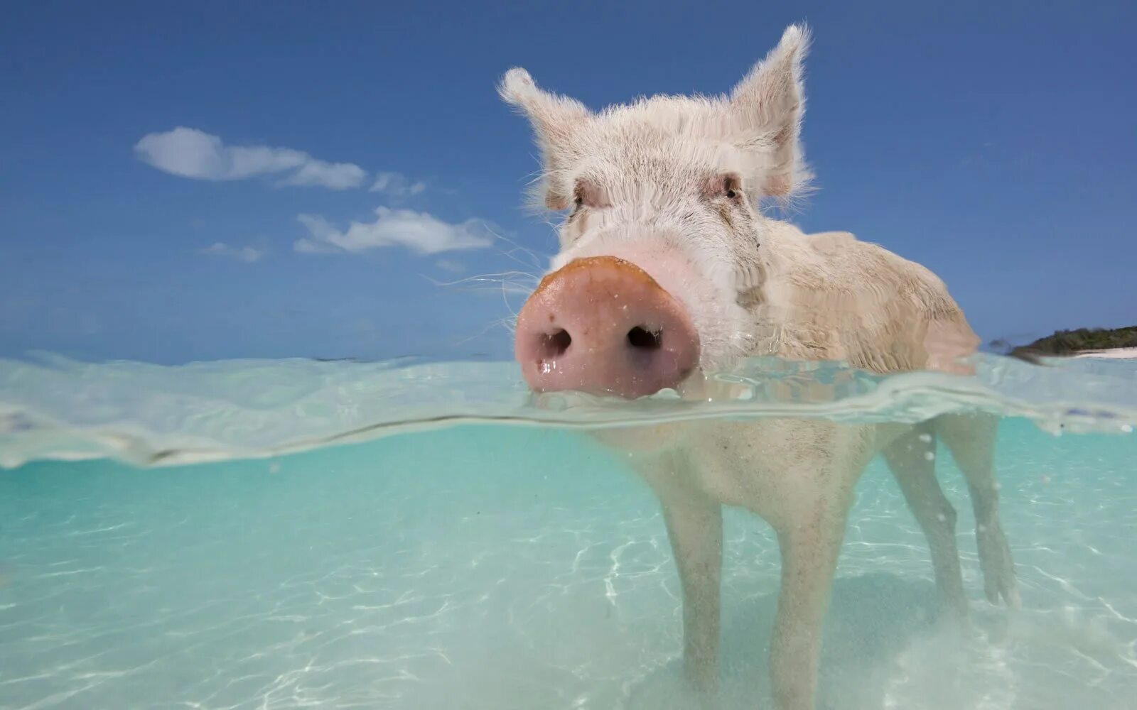 Свинка плавает. Свинья. Поросенок на море. Хрюшка на море. Свинка на море.