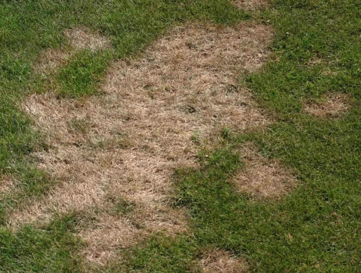 Трава газон. Газон после зимы. Посевной газон. Неухоженный газон. Газонная трава.