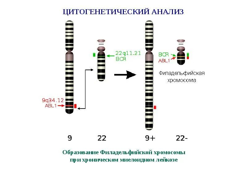 Ген jak 2 мутации. Цмтогенетическиц пналищ. цитогенетический исследования. цитогенетического анализ. мутация филадельфийской хромосомы.