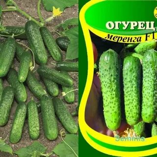 Описание огурцов меренга