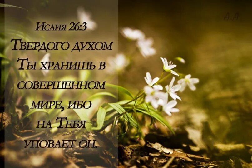 Мир божий который превыше всякого ума. Твердый дух. Твердый дух. Твердый дух. Твердый дух.