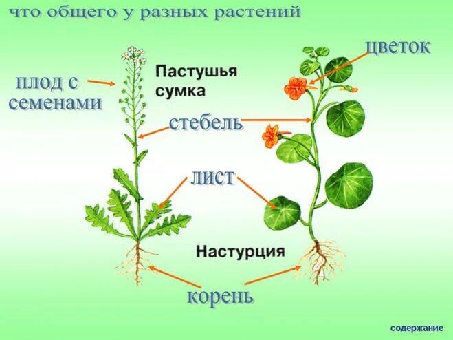 Запиши части растения. Что общего у разных растений. Общие части растений. Общие части разных растений. Основные части растения.