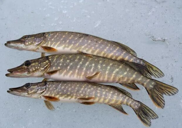 Щука свежемороженая. Замороженная рыба щука. Щука и щучата. Фото щуки на льду.