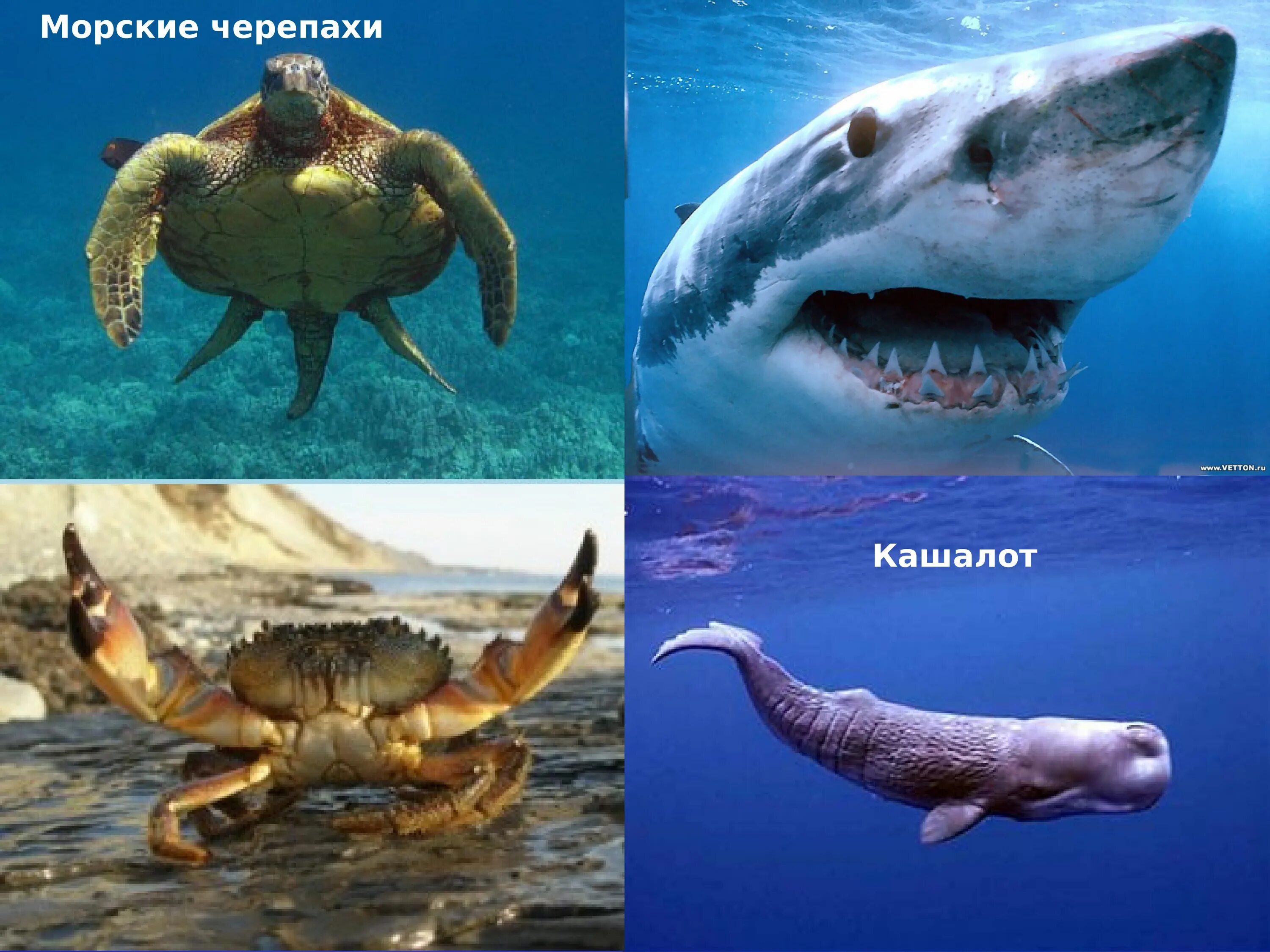 Клюпеоидные рыбы. Рыбы атлантического океана с названиями. Промысловые рыбы атлантики. Морская щука барракуда. Какая рыба водится в атлантическом океане.
