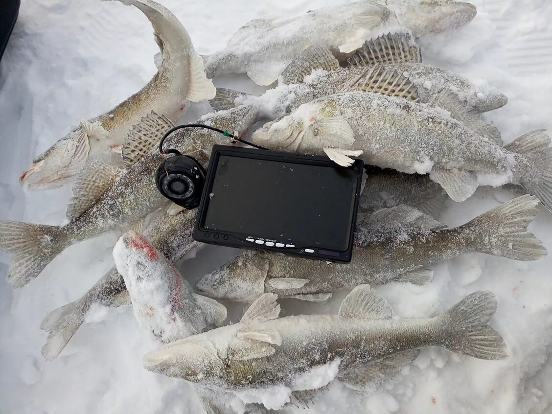 Фокус фиш подводная. Подводная камера focusfish. подводная видеокамера фокус фиш. подводная камера &quot;focusfish&quot; с монитором 7&quot;. подводная камера для рыбалки фокус фиш.