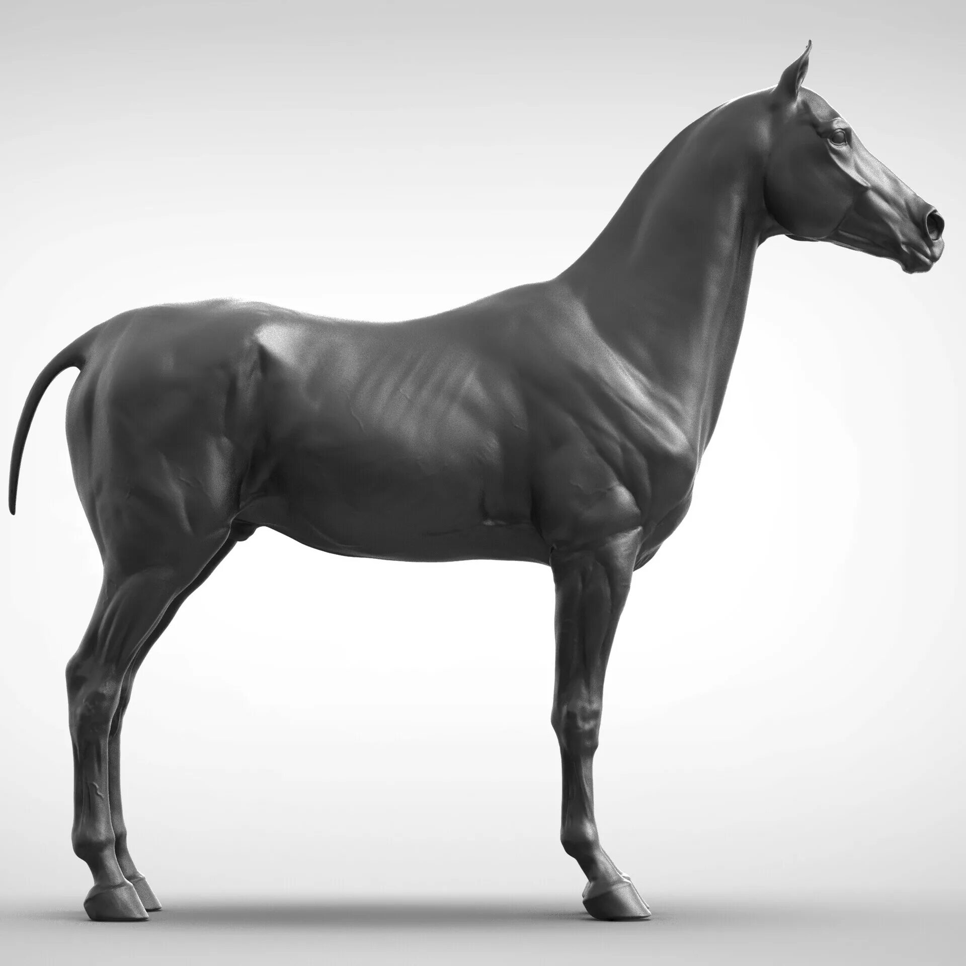 Horses model