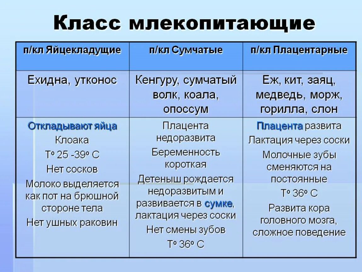 Млекопитающие 8 класс биология кратко. Таблица отряды млекопитающих характеристика представители 7 класс. Характеристика отрядов млекопитающих таблица 7 класс биология. Отряды млекопитающих таблица 7 класс биология. Класс млекопитающие таблица.