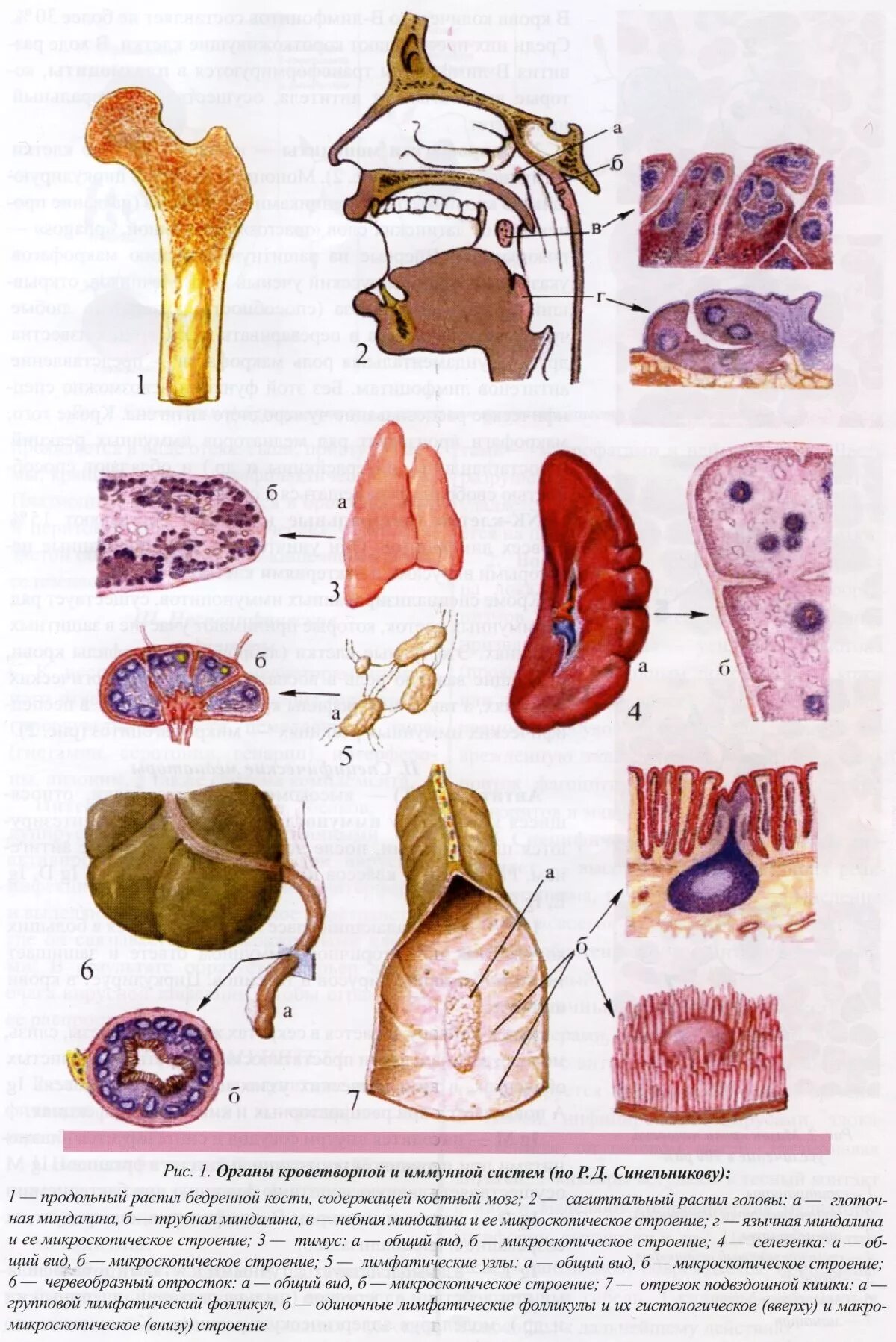 Периферические органы кроветворения и иммунной системы. Органы кроветворной и иммунной системы анатомия. Кроветворные органы животных анатомия. Система органов кроветворения. Какой орган кроветворный