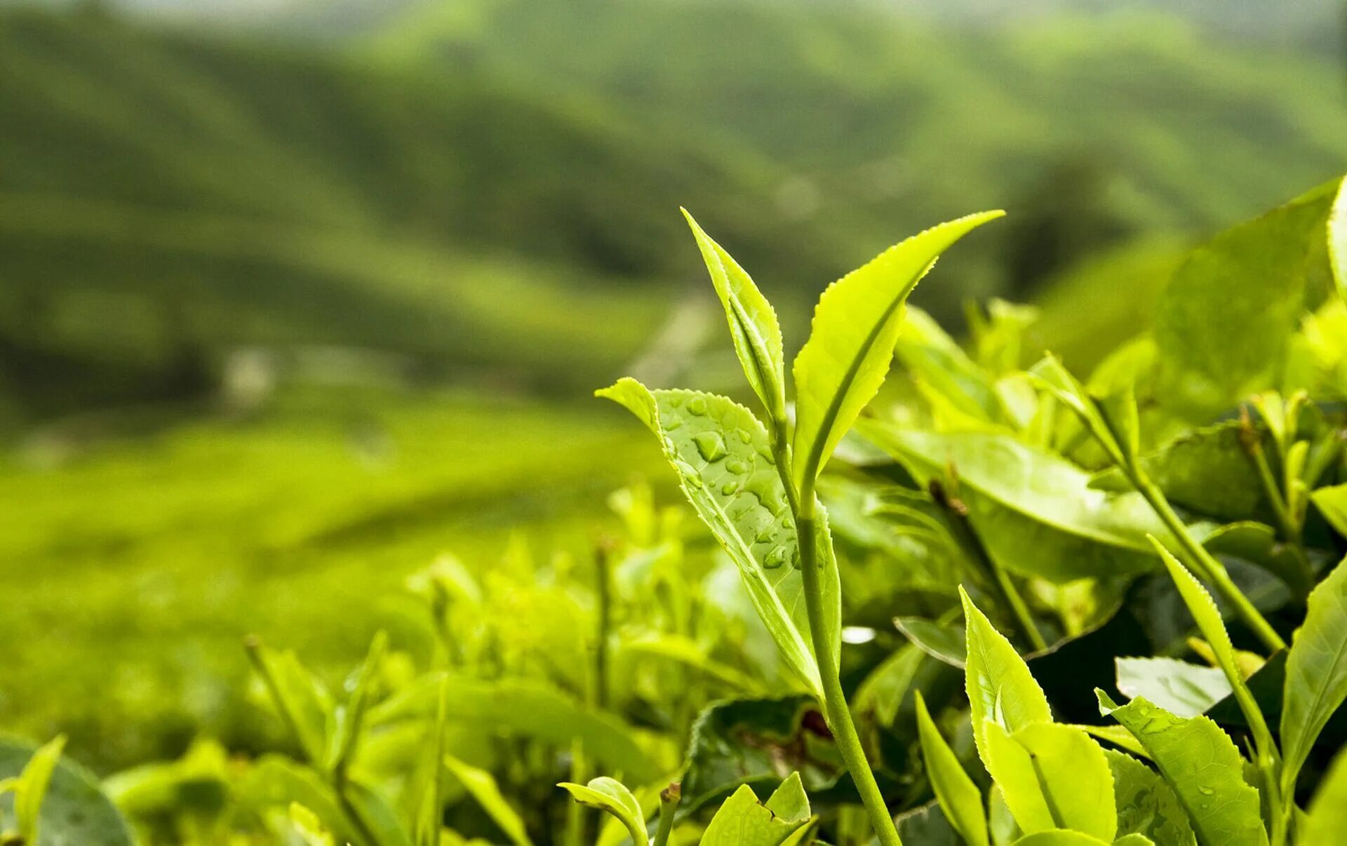 Чайные плантации. Те Гуань Инь. Зеленый чай. Листья чая. Зеленый чай листья. Чайная листва