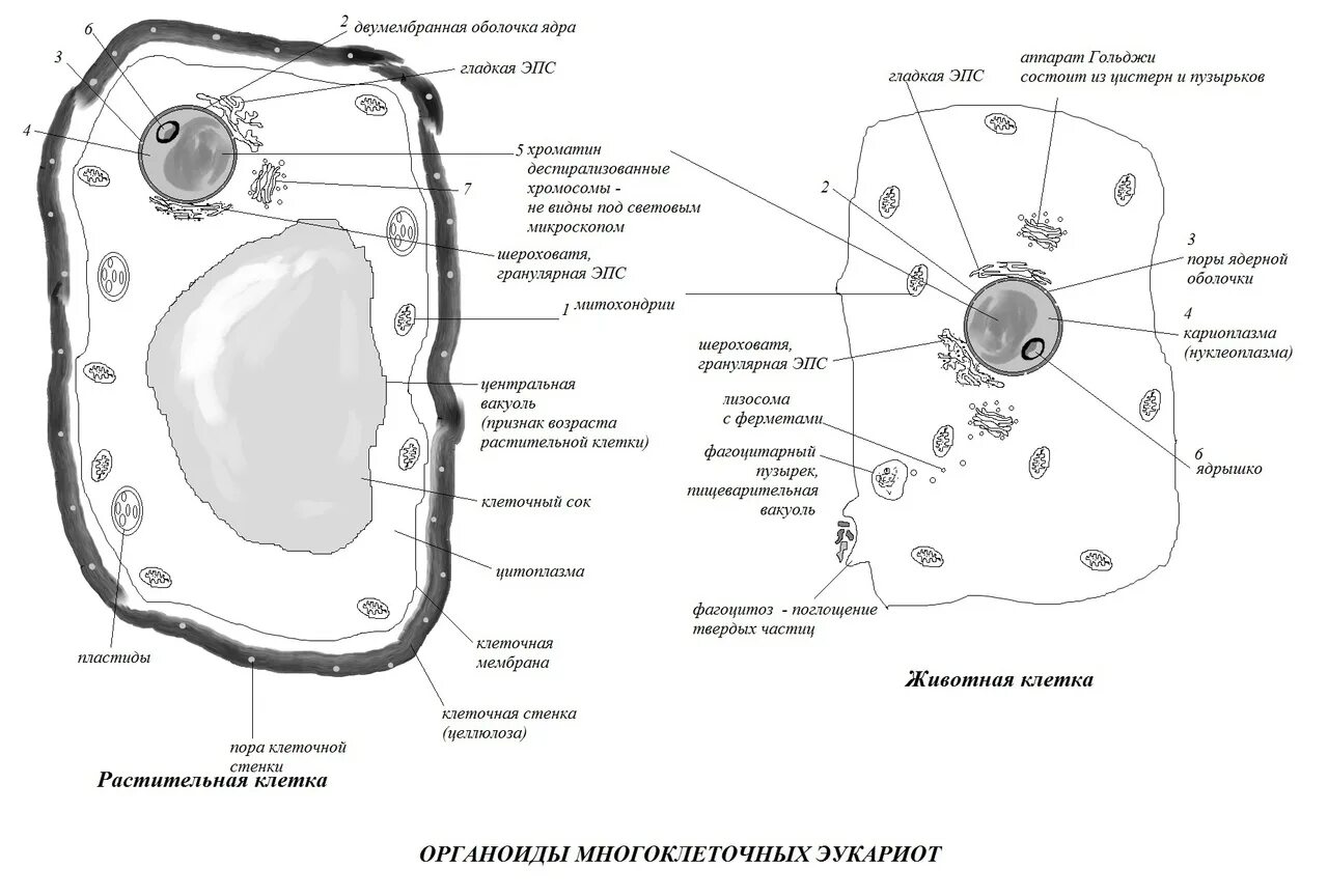 Цитология для ЕГЭ по биологии. Схема животной клетки. Органоиды клетки ОГЭ биология. Эукариоты схема. Размер органоидов клетки