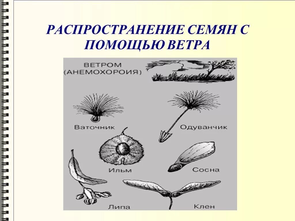 Плоды распространяемые ветром. Распространение семян с помощью ветра. Растения семена которых распространяются ветром. Семена распространяемые ветром. Семена распространение ветром.