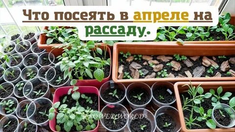 Какой цвет для рассады
