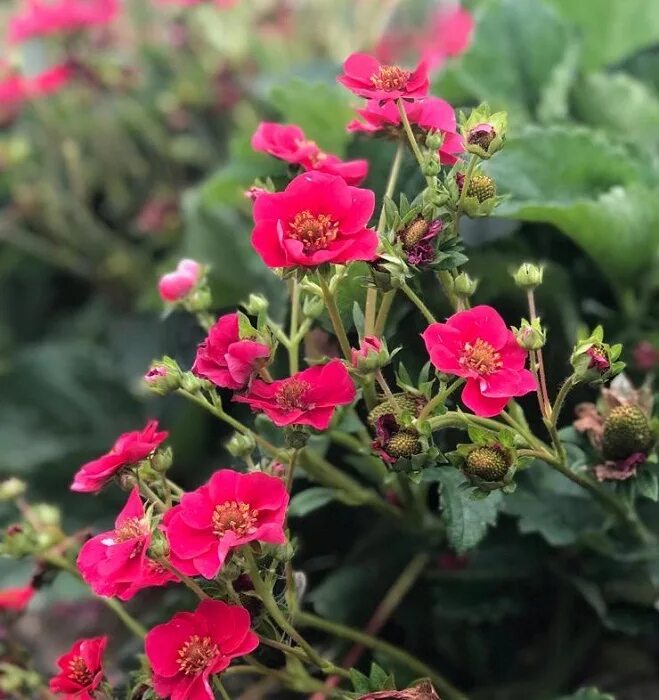 Клубника тристан черри. Земляника саммер бриз роуз. Клубника тоскана роуз. Саммер бриз роуз клубника. Саммер бриз роуз.