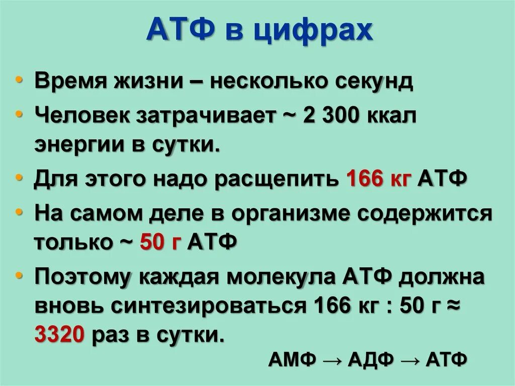 Атф накапливается. Роль АТФ В организме человека. АТФ В цифрах. Функции АТФ В организме. Функция аденозинтрифосфата (АТФ) В организме человека:.