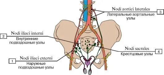 Лимфатические узлы таза схема. Регионарные лимфатические узлы анатомия расположение. Лимфатическая система малого таза мужчин. Регионарные лимфатические узлы матки. Тазовая лимфаденопатия