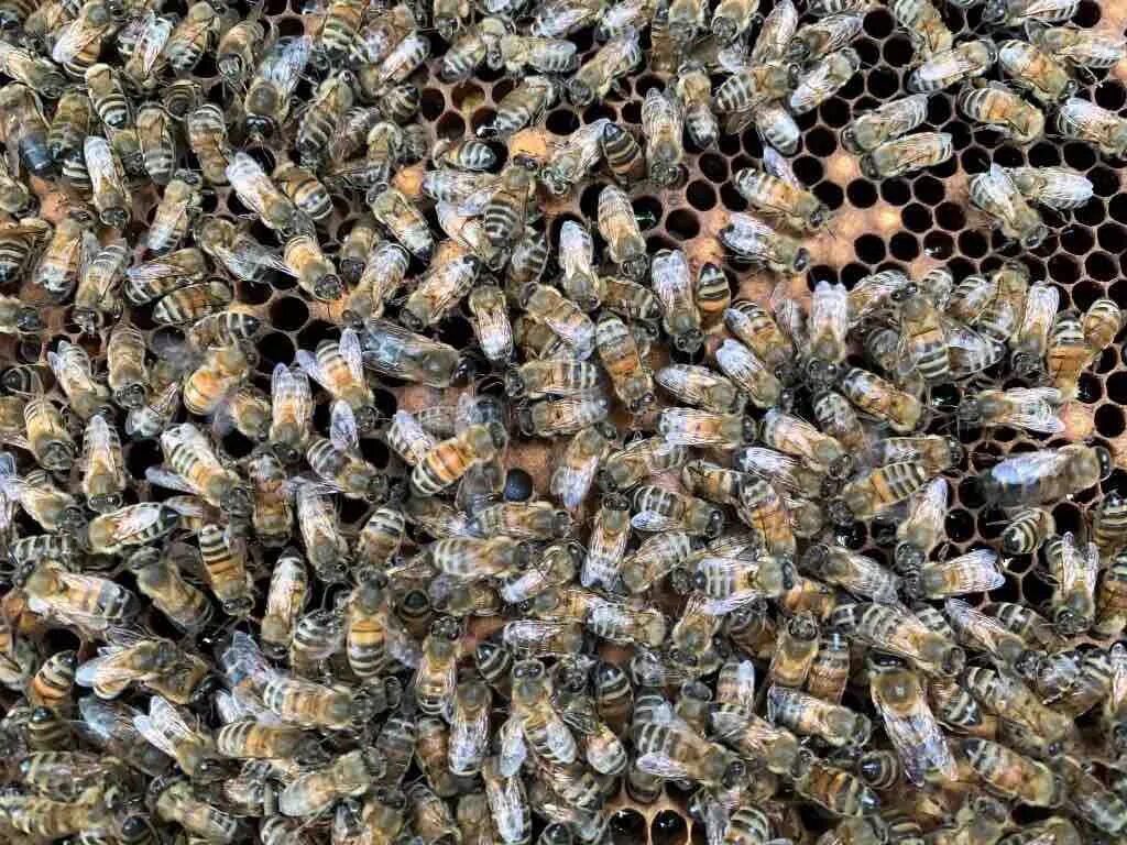 Купить семью пчел. Пчелиная семья. Семейство пчелиных. Матка в пчелиной семье. Сильные пчелосемьи.