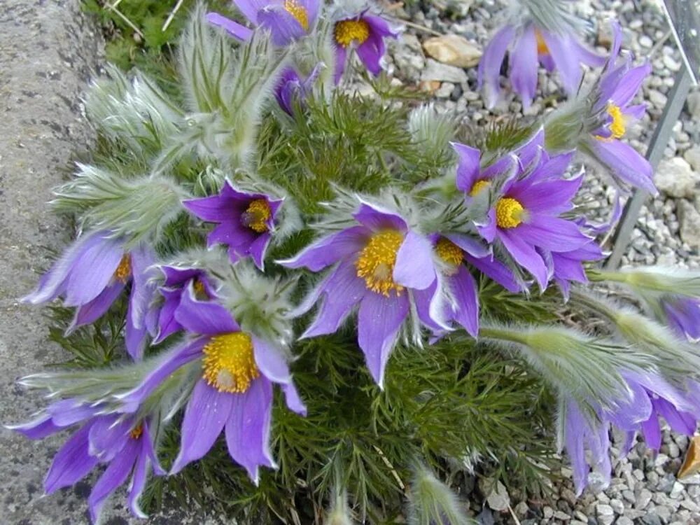 Первоцветы Урала прострел. Цветок прострел Уральский. Anemone Pulsatilla растение. Многолетние цветы прострел.