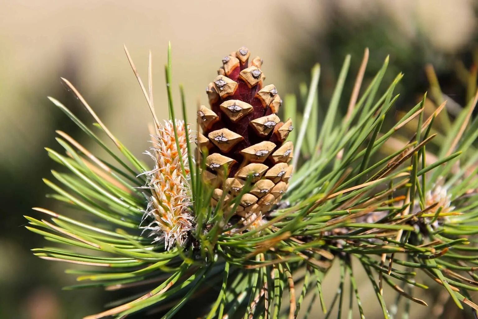 Хвойные питание. Pinus Sylvestris шишки. Сосна Алеппская шишки. Pinus nigra шишки. Pinus peuce шишка.