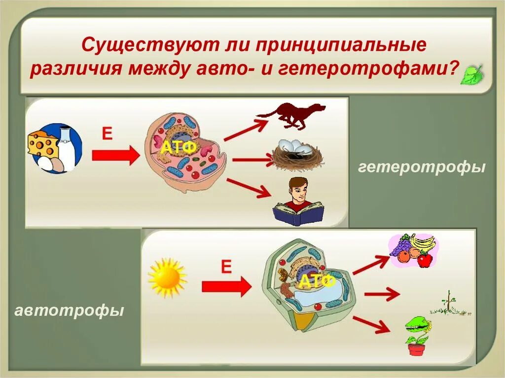 Авто и гетеротрофы. Типы питания миксотрофы. Автотрофы и гетеротрофы фотосинтез. Автотрофы и гетеротрофы фотосинтез. Типы питания автотрофы и гетеротрофы и миксотрофы.