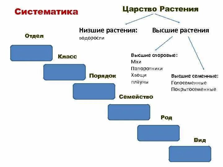 Схема растений низшие высшие. Царство растений водоросли классификация. Царство растений отделы классы схема. Систематика растений царство отделы. Схема классификации растений 5 класс.