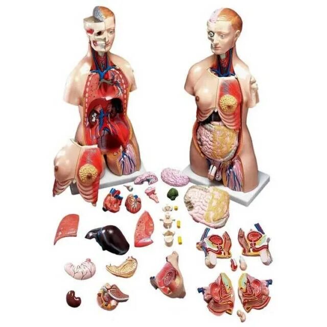 Анатомический набор "торс человека" edu toys human anatomy model 50 см. 4d master анатомическая модель. Анатомический манекен с органами. Макет человека с органами. Модель человеческого тела.