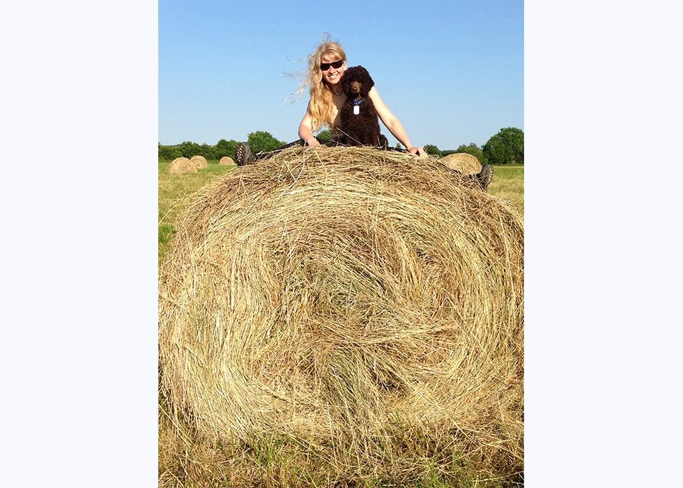 Сено 300кг тюк круглый. Сено в рулонах. Пословица про стог сена. Выражение сено. Солома для коров.