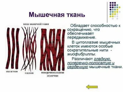 Клетки способны сокращаться