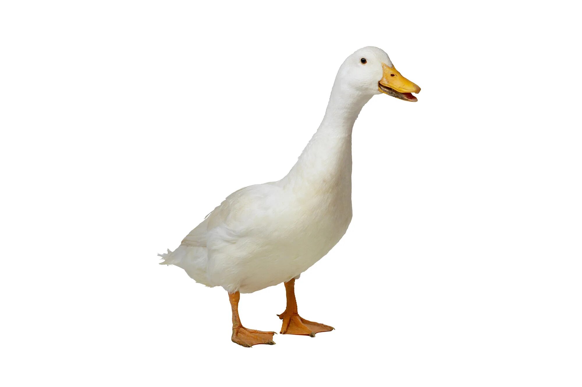 Довольный гусь. Смешной гусь. Фото гуся смешные. Красивый гусь. Кричащий гусь.