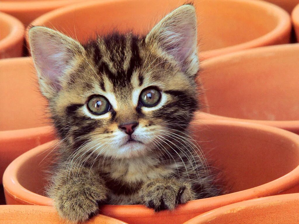 Включи котенок