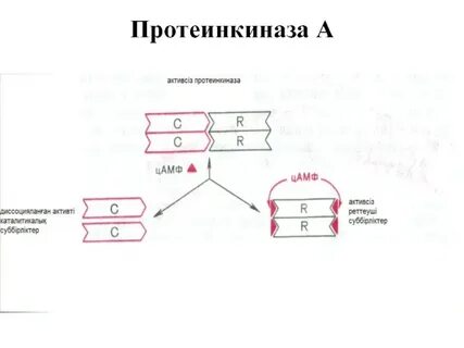 Протеинкиназа класс