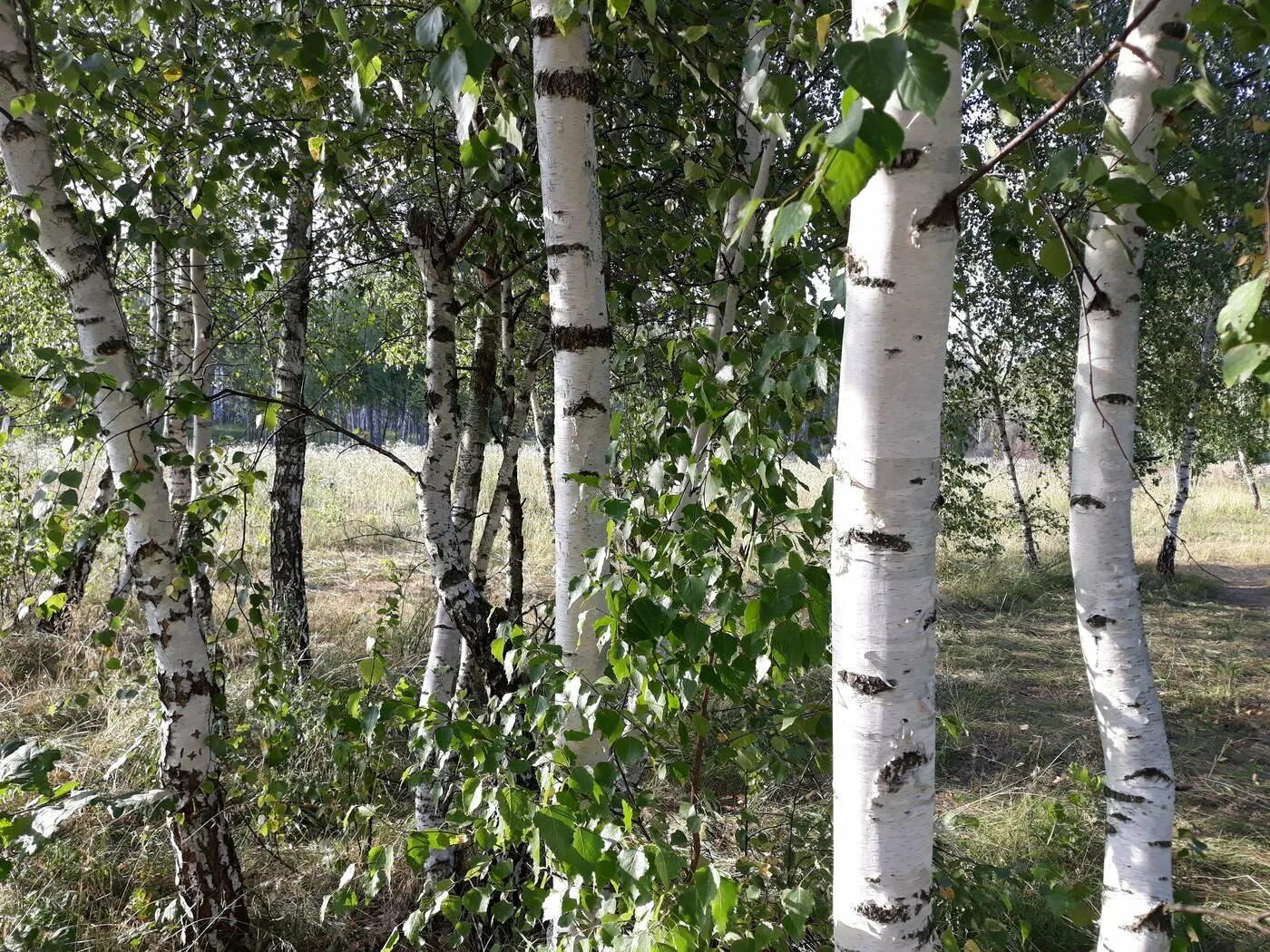 Березки орел. Береза бородавчатая. Дьяковский лес деревья береза Ива. Русь белоствольная. Береза повислая карельская.