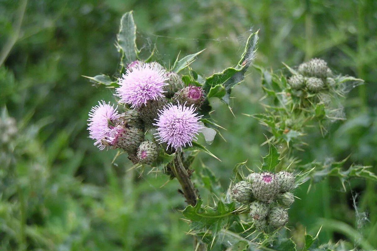 Бодяк полевой (Cirsium arvense). Осот розовый Бодяк. Осот сорняк. Осот огородный, полевой. Цветущий сорняк