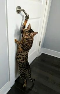 Открыть прикольные картинки