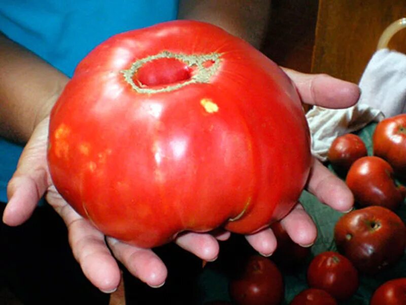 Томат крупноплодный Уральский гигант. Томат крупноплодный красный. Гигант дель Рей томат. Помидоры мясистые сладкие